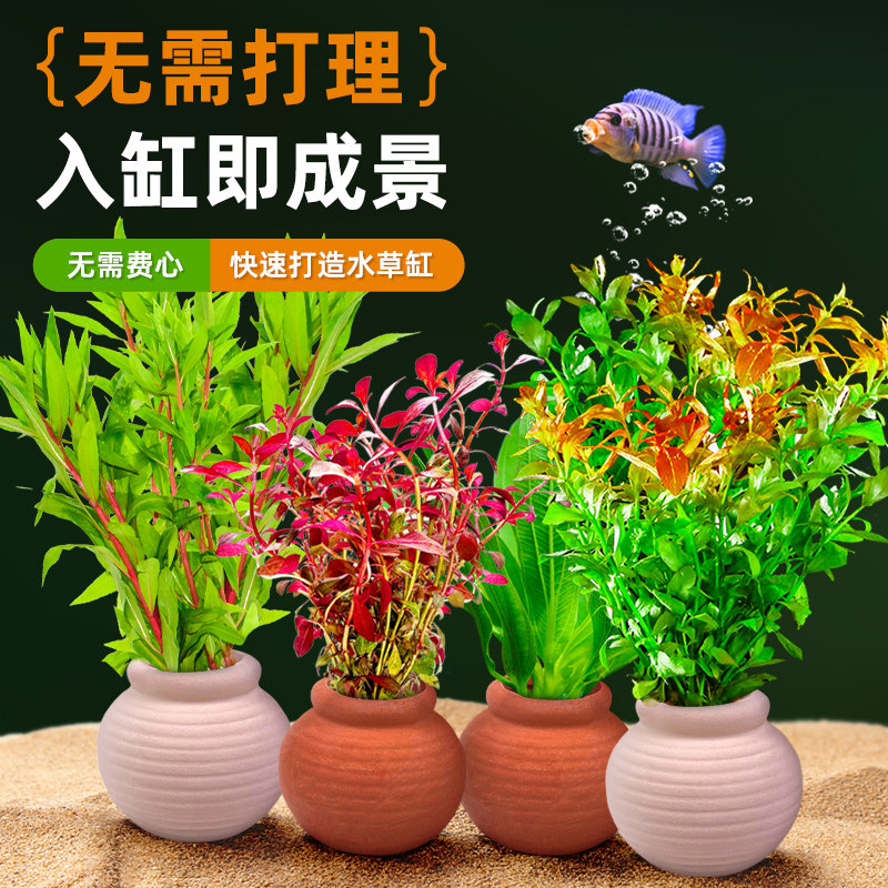 陶罐水草鱼缸造景摆件增氧阴性水培榕绿菊蜈蚣草净水新手定植套餐
