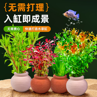 陶罐水草鱼缸造景摆件增氧阴性水培榕绿菊蜈蚣草净水新手定植套餐