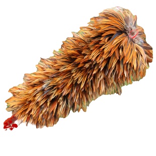 鸡毛掸子除尘扫灰店里用真鸡毛掸子扫灰家用可伸缩不掉毛车用清洁