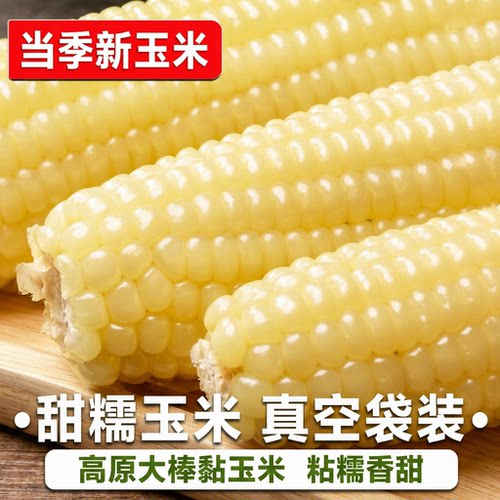 东北白糯玉米甜糯粘玉米
