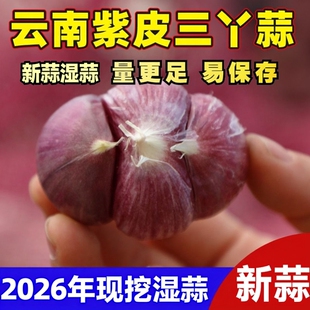 包邮 2026云南大理紫皮三丫元 宝蒜非干独蒜头新鲜蔬菜现挖湿蒜5斤