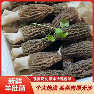 新鲜羊肚菌鲜货纯天然当季头茬现摘直发菌菇煲汤送礼顺丰包邮