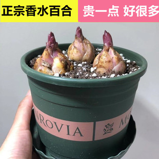 好养活盆栽植物多花苞室内外绿植花卉多年生 香水百合花种球四季