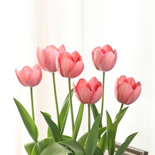 5颗郁金香种球荷兰进水培土培盆栽开花易活好养土培阳台花植物