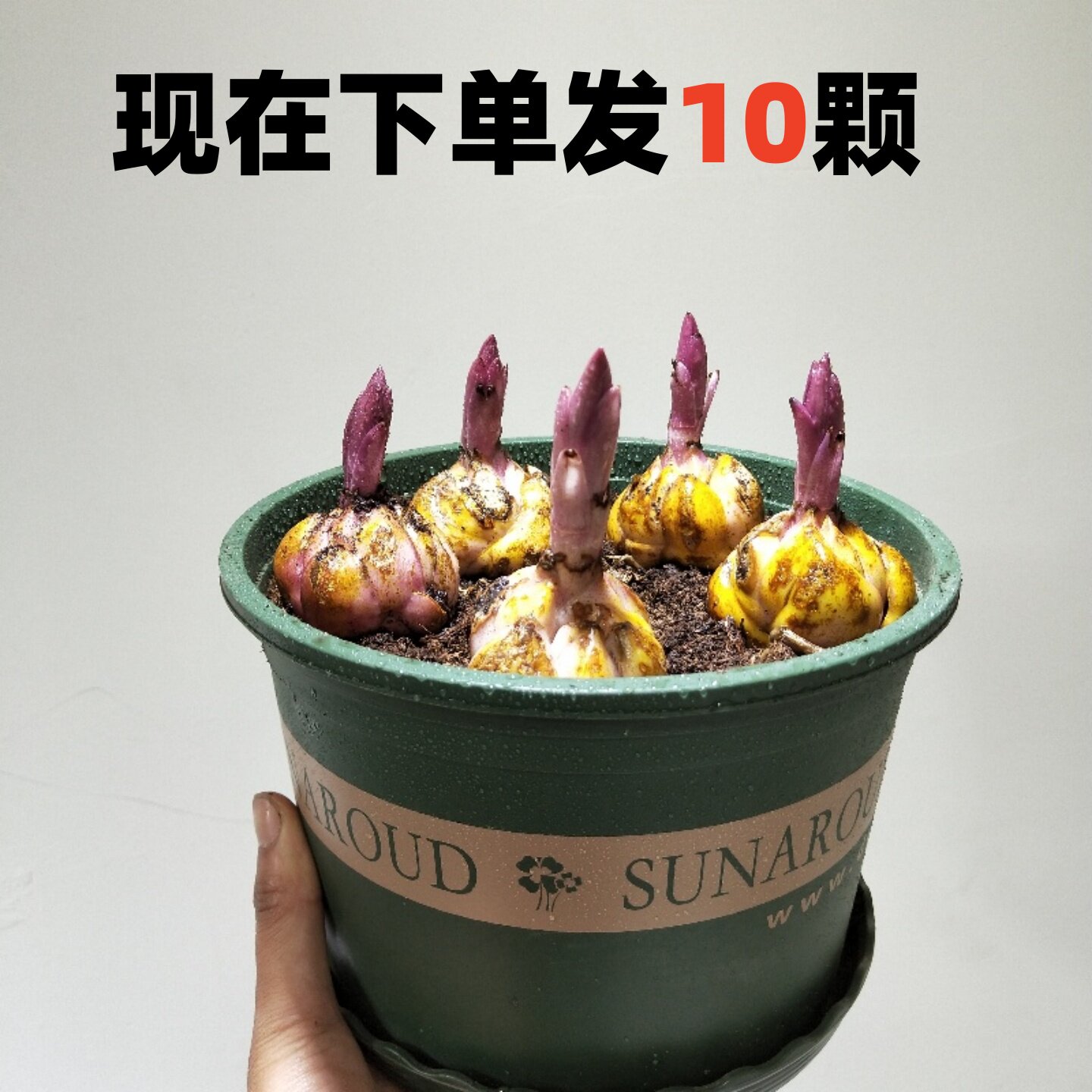 10颗香水百合花种球四季好养活盆栽植物多花苞室内外花卉多年生