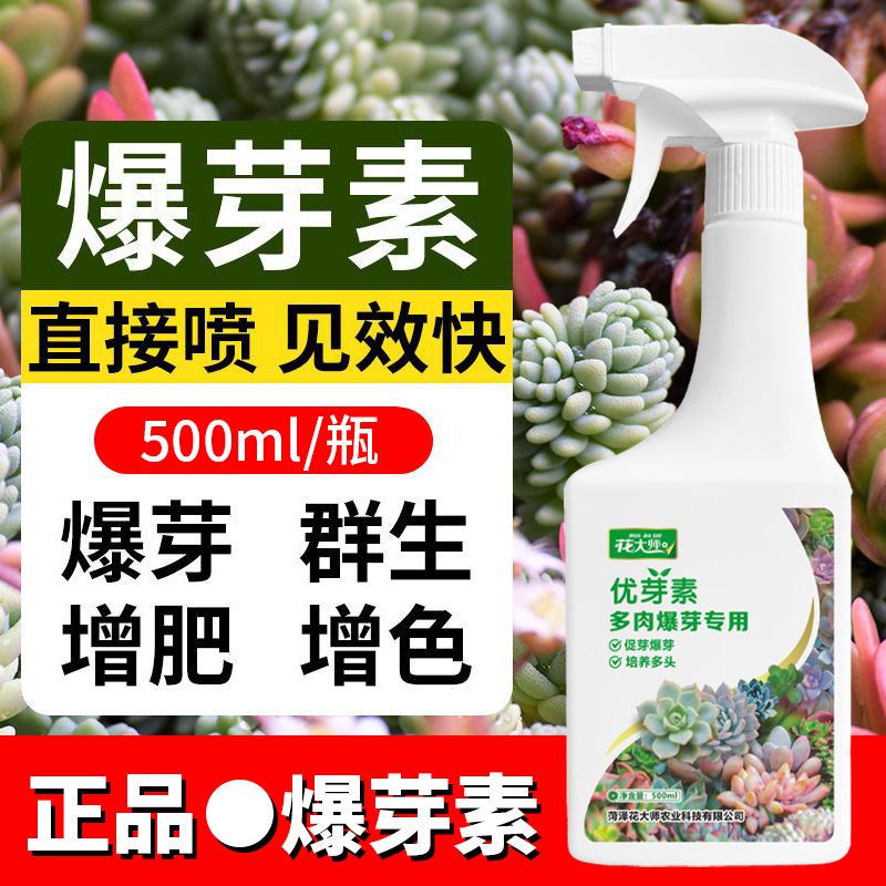 花大师多肉爆芽素培养多头促生长