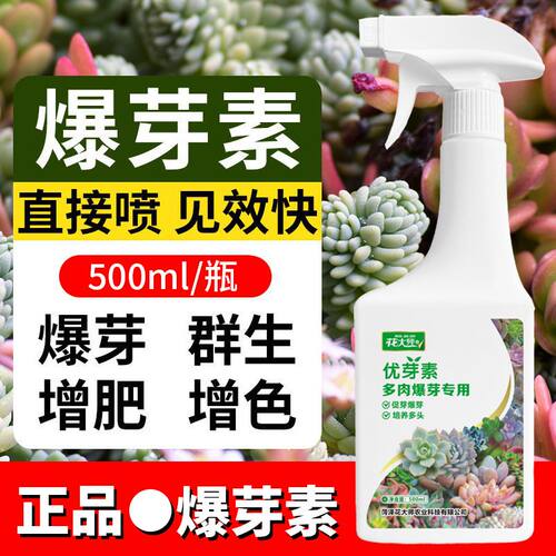 花大师多肉爆芽素培养多头促生长