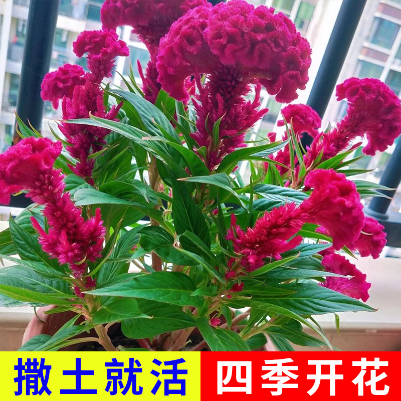 雞冠花種子四季播開花卉植物室內外陽臺易活盆栽綠化觀賞花種籽子_念菓多旗艦店_鮮花速遞_花卉仿真_綠植園藝