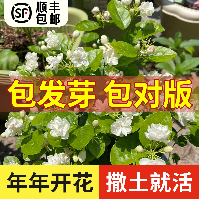 茉莉花种孑籽风车虎头白紫非洲茉莉花种子粒盆栽植物室内浓香四季