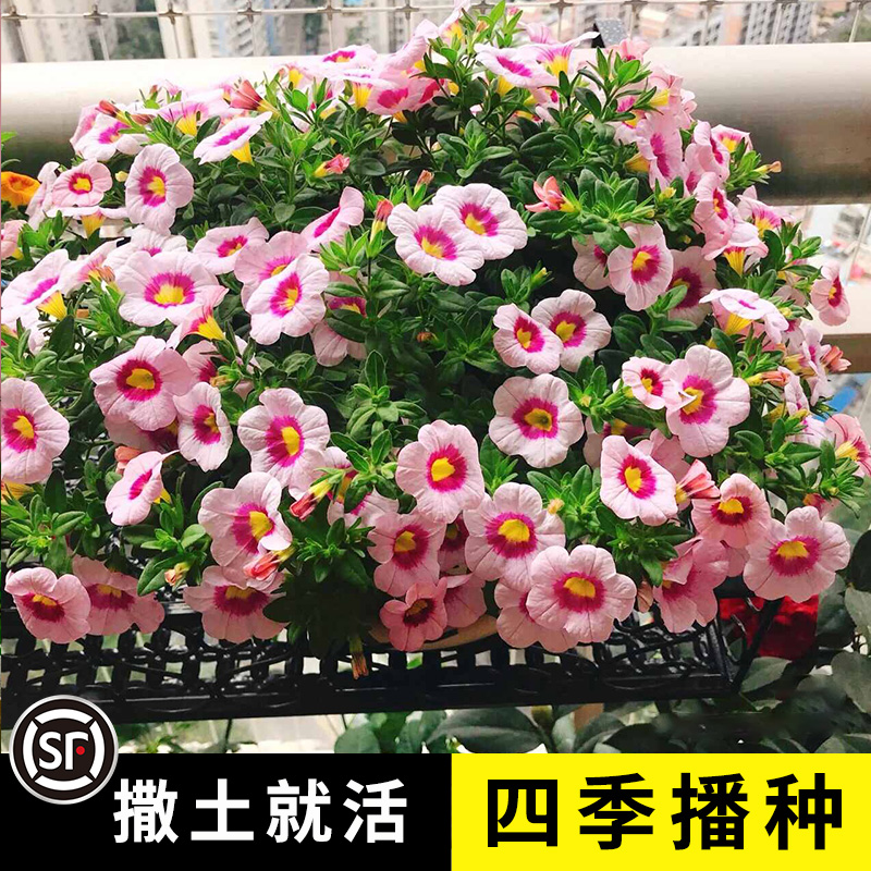 矮牵牛种子 垂吊盆栽庭院室内阳台爬藤植物牵牛花种子 四季种易活