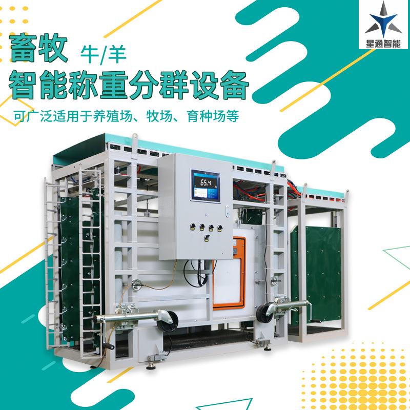 畜牧智能称重分群设备肉牛肉羊养殖管理数据可上传云端自动化系统