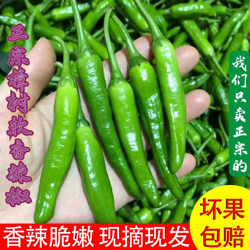 正宗湖南樟树港辣椒新鲜湘阴土特产农产品尖椒青辣椒香嫩皮薄现摘