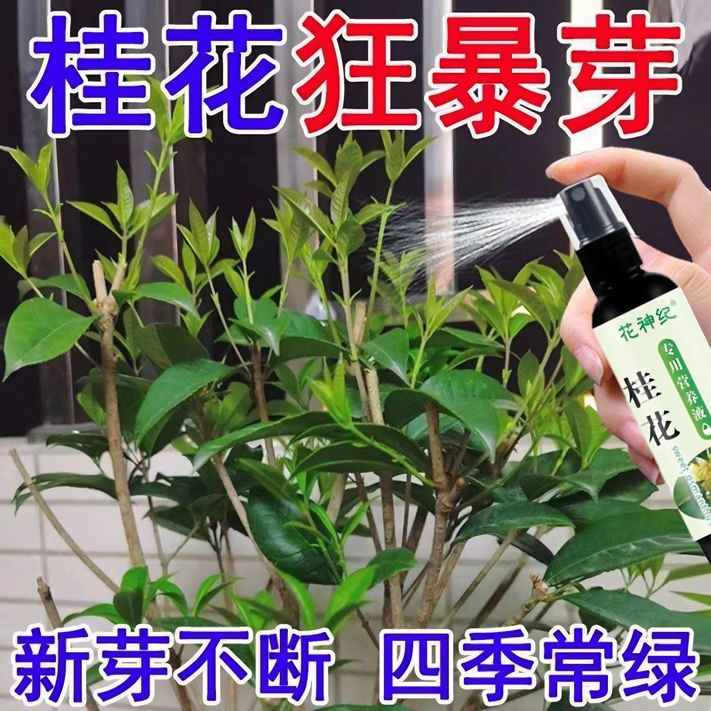 桂花树肥料专用肥黄叶干焦尖枯叶病掉叶四季开花桂花树专用营养液