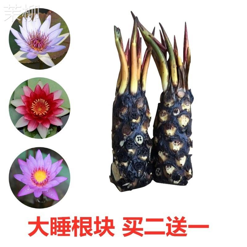 四季种植大睡莲根块迷你睡莲根块池塘水培盆栽花卉荷花小睡莲根块