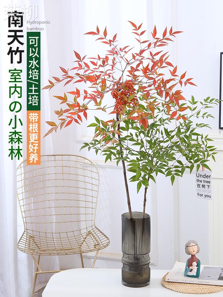 南天竹水培,夏天(第4页)_大山谷图库