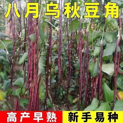 八月乌秋豆角种子紫红豇豆角十月红农家老品种蔬菜籽春秋两用高产