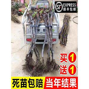 阳光玫瑰葡萄树苖巨峰蓝宝石无籽妮娜皇后爬藤南方北方种植葡萄苗