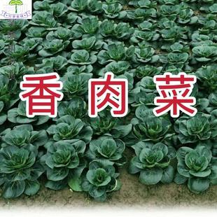 35天可采收耐寒耐热 新品 原装 农家青菜蔬菜 种北京香肉菜 春秋四季