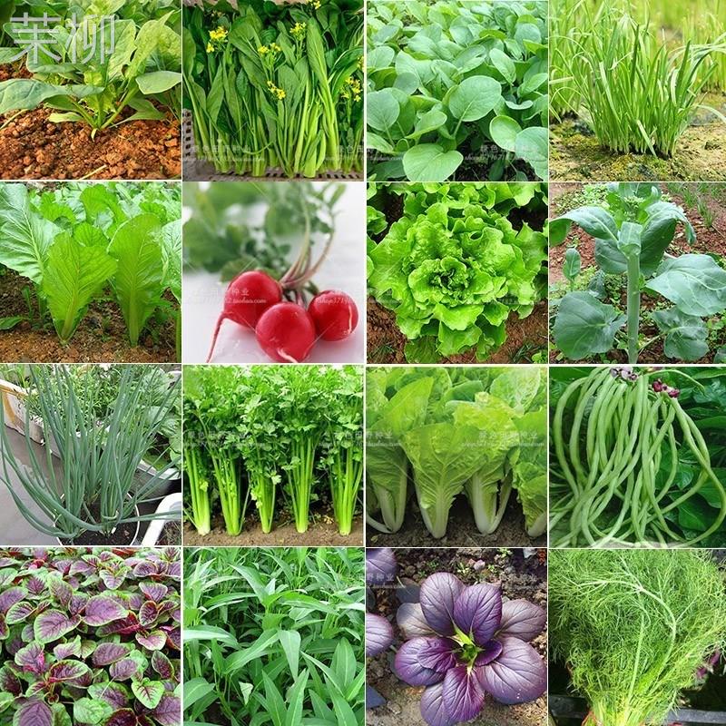蔬菜种孑菜种子大全四季阳台生菜香菜萝卜菠菜韭菜香葱盆栽菜种籽_虎窝淘