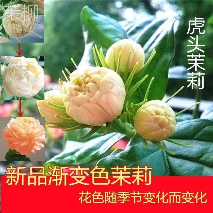 正品虎头茉莉大花重瓣耐寒盆栽耐热好养四季开花阳台庭院客厅花卉