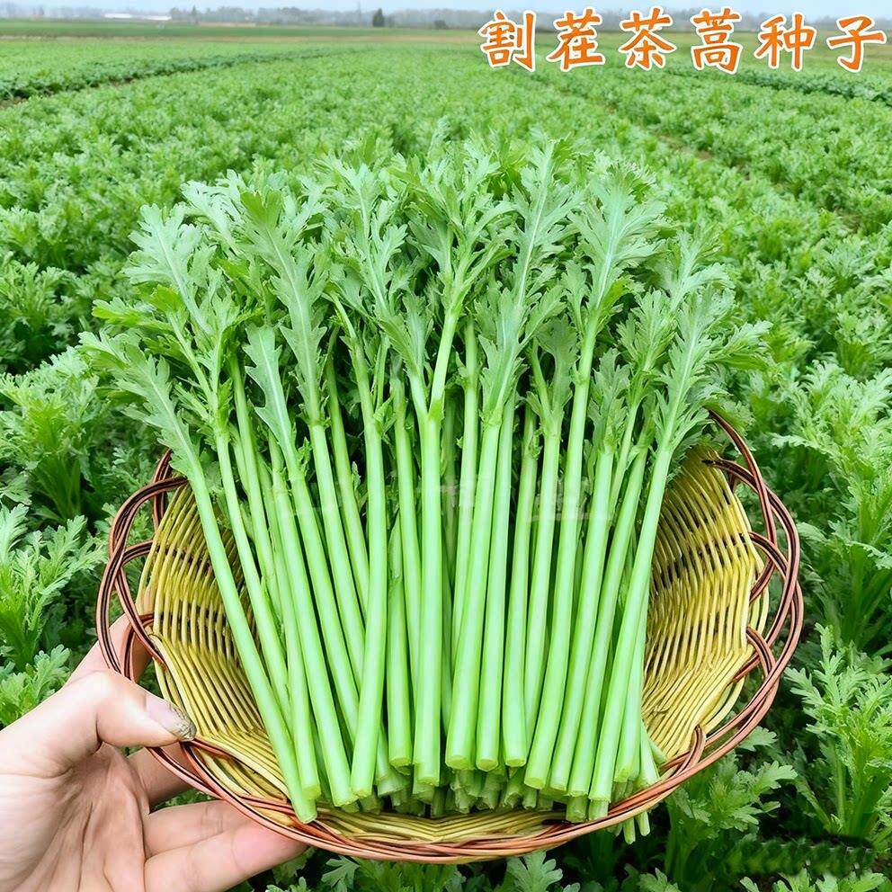 小叶茼蒿种子皇帝菜种籽光杆蒿子秆四季播阳台盆栽庭院蔬菜种子