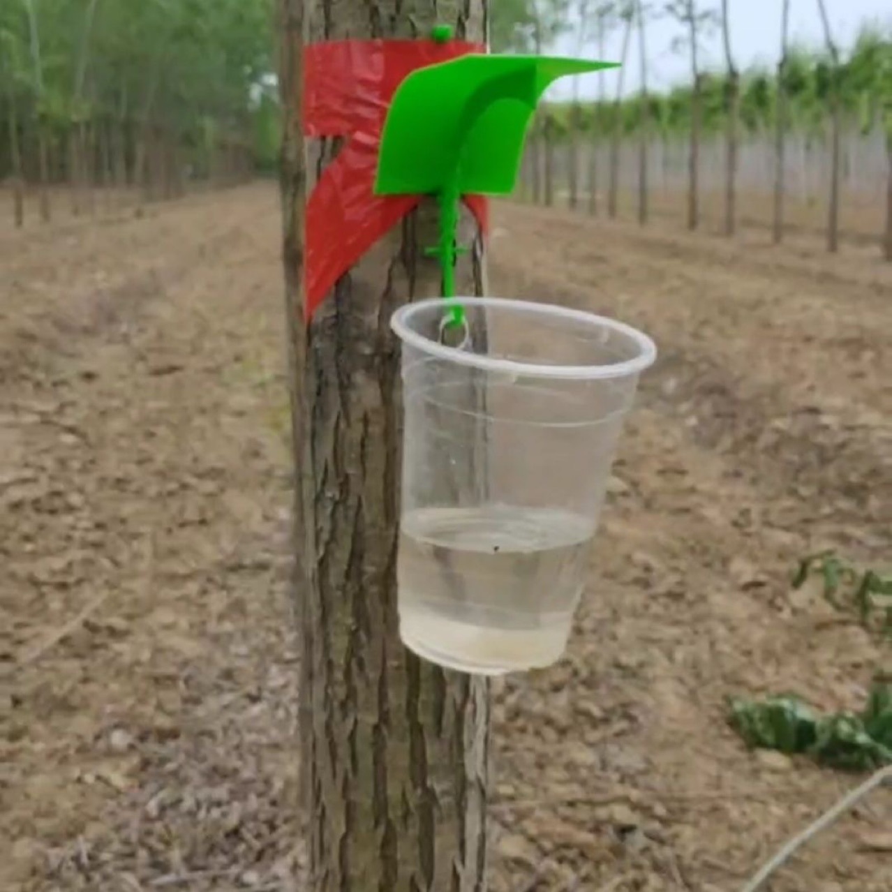 2025工廠家直銷找蟬神器