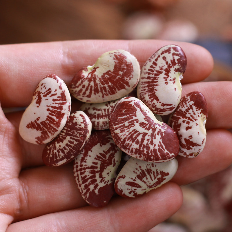 云南农家荷包豆状元豆3斤豆类五谷杂粮花芸豆斑马豆子花豆大肾豆