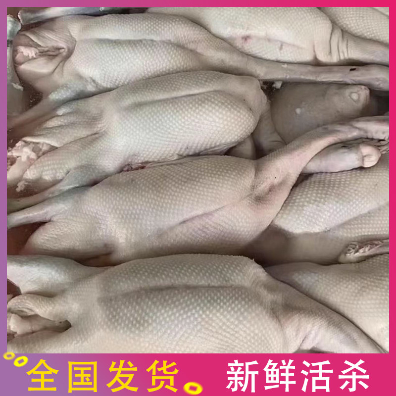 广东清远黑棕鹅超大鹅8-10斤15只起冰鲜棚鹅光鹅冷冻烧鹅专用新鲜