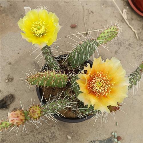 黄花橙花 修罗团扇 墙头老仙人掌耐寒抗旱 部分地区叫荒戎团扇