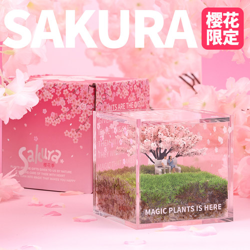 苔藓微景观私人草坪樱花季