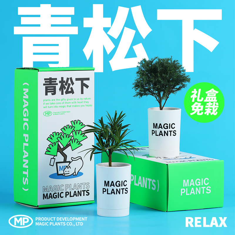 日本罗汉松雾松创意绿植青松下