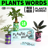 神奇植物情绪稳定发财树富贵竹盆栽室内桌面好养绿植生日新年礼物