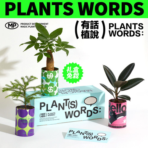 发财树桌面室内创意礼盒