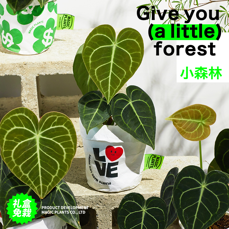 进口热植克莱恩花烛创意盆栽礼盒