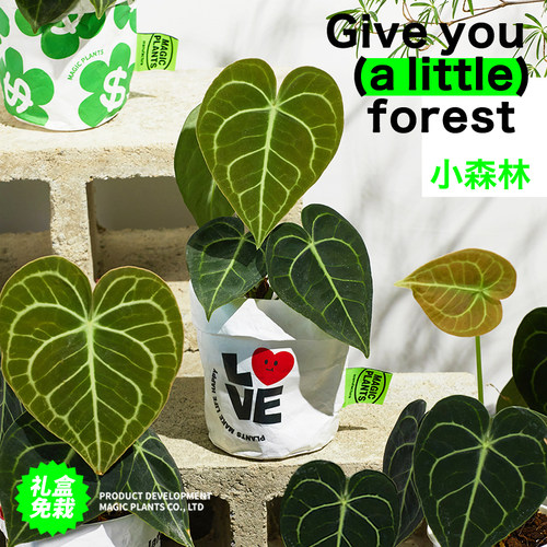 进口热植克莱恩花烛创意盆栽礼盒