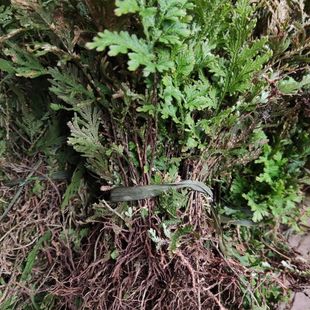 石上柏 卷柏兖州卷柏 金扁柏 石养草  金花草 地柏枝盆栽新鲜现釆