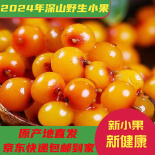 纯果野生沙棘果新鲜正品沙棘果酵素100吕梁特产沙棘榨汁2斤包邮