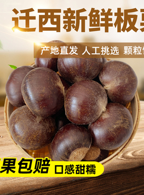 2025年迁西板栗生新鲜下树人工挑选老树3113农家自产油栗子特产