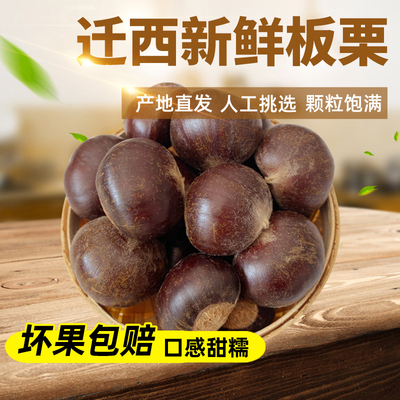 2025年迁西板栗生新鲜下树人工挑选老树3113农家自产油栗子特产