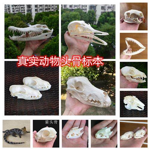 真狗猫狐狸海狸鼠水貂骷髅动物头骨标本山鸡科学实验动物标本摆件