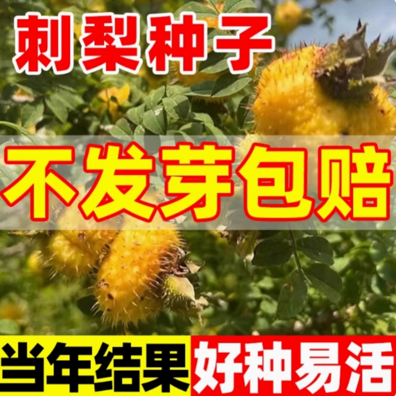 刺梨种子种籽野生当年结果刺梨树苗黄刺梅种子梨梅贵州刺梨种子籽 - 实物图