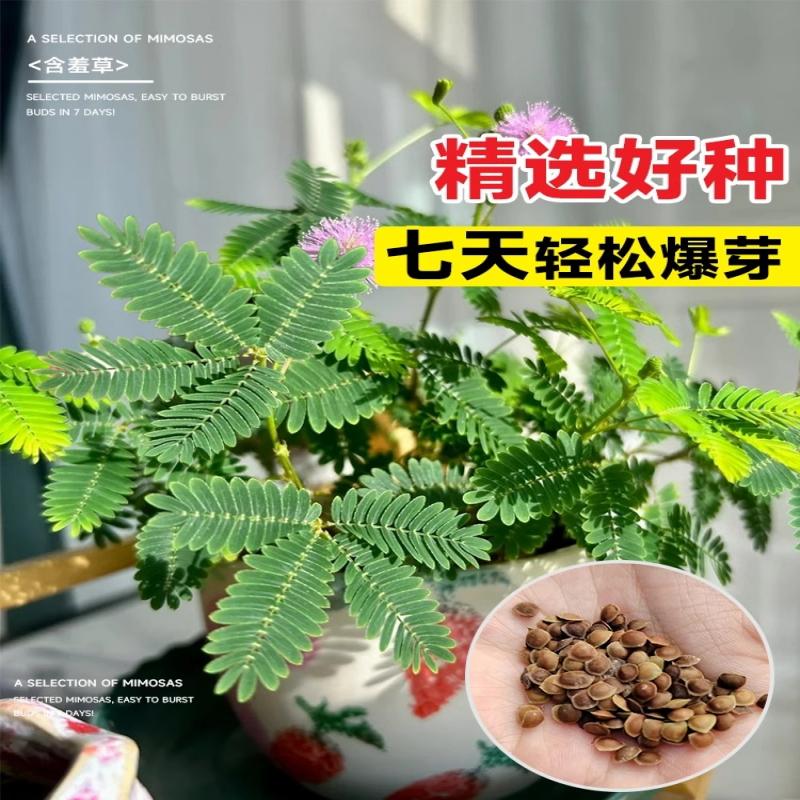 含羞草种孑小盆栽花籽子四