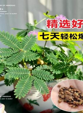 含羞草种孑小盆栽花种籽子四季播种室内易活花卉绿植物