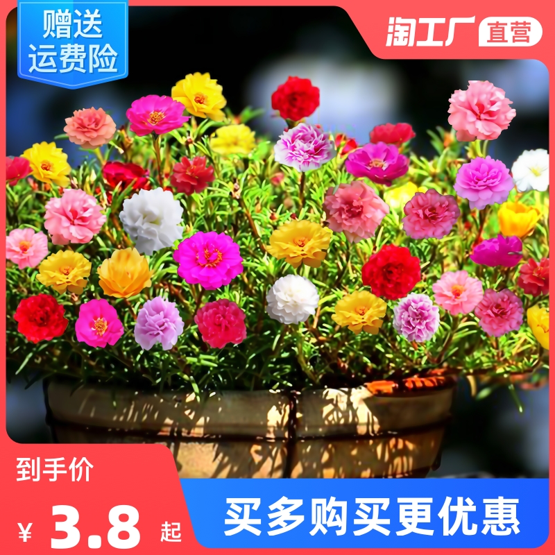 重瓣太阳花种子籽四季开室