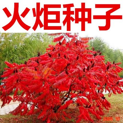 火炬种子加拿大盐肤木又