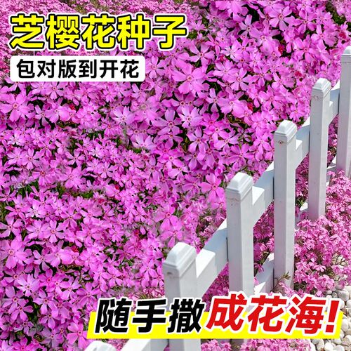 芝樱花种籽子地被植物低矮