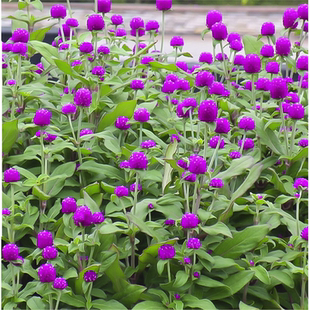 千日红种子千日紫百日红火球花矮生花卉花海种子春播秋播易种盆栽