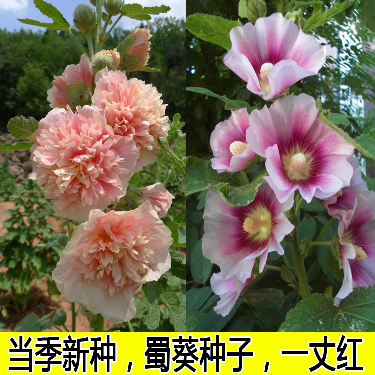 蜀葵花种子一丈红景观园林