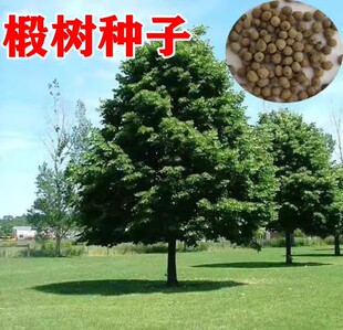 乔木常绿树紫椴树种子籽优良蜜源紫椴种子千层皮火绳树青科榔大叶