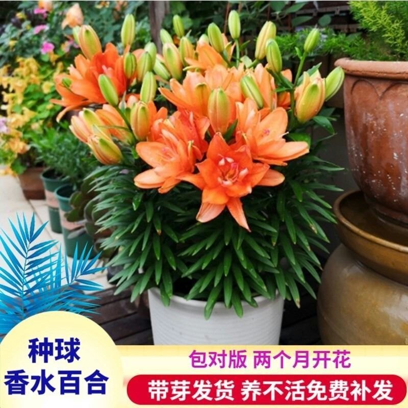 野百合花种球带花 价格 怎么样 图片